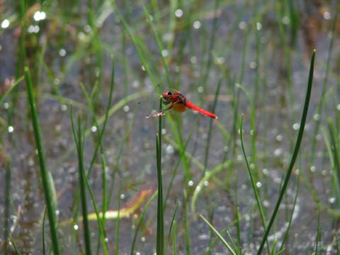 トンボの調べ方 トンボの仲間1｜園内で見られる昆虫｜こどもの国