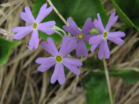 高嶺の花　3枚セット　クルセイド 生花】糸島クルクマ 乙女の香り(白〜ほんのりピンク)50cm程度 中〜大輪