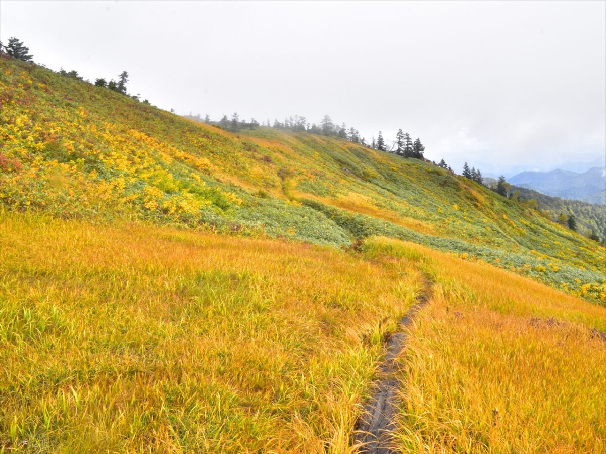 狩野 守　厚塗り　二科会 狩野派の2組の襖絵が約150年ぶりに再会 キヤノンが「秋冬花鳥図