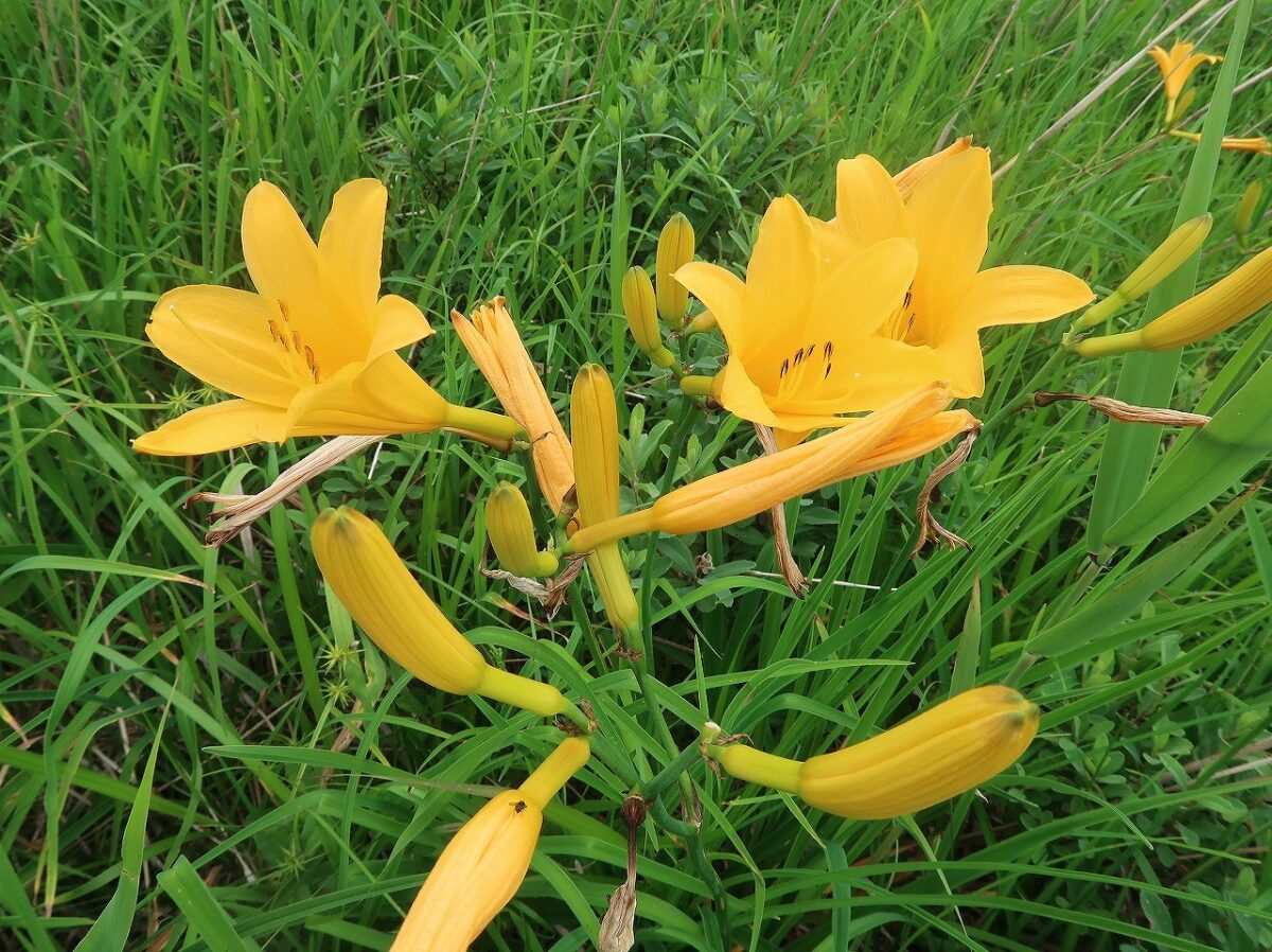 2026年7月14日－山の鼻ビジターセンターより（ニッコウキスゲ開花の