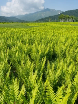 岩清水 | 尾瀬保護財団