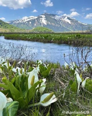 岩清水 | 尾瀬保護財団