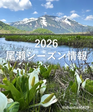 2024年5月12日－尾瀬沼ビジターセンターより（ミズバショウの見頃は