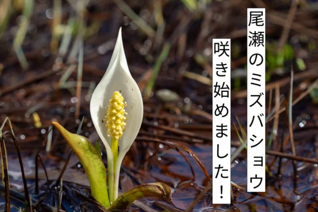 至仏山登山道閉鎖について | 尾瀬保護財団
