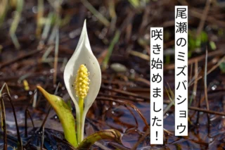 2026年5月20日－尾瀬沼ビジターセンターより（サクラ咲く） | 尾瀬保護財団